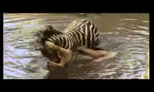 Video: Kịch tính ngựa vằn dìm sư tử xuống sông