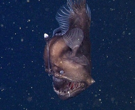 Video: Phát hiện sinh vật có bộ mặt ác quỷ ở vùng biển Mỹ