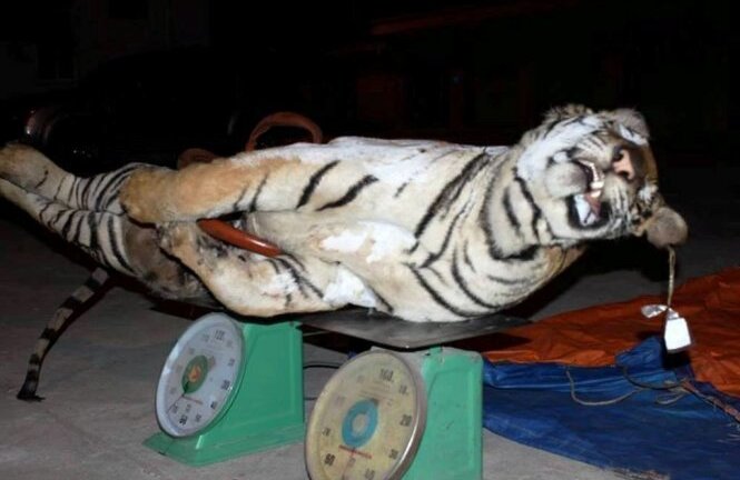 Khởi tố tài xế vận chuyển thuê hổ đông lạnh nặng 120kg đi tiêu thụ