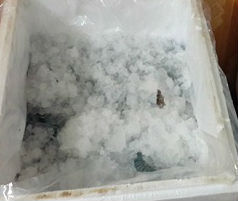 Hà Nội: Bắt quả tang cơ sở bơm “tăng trọng” cho tôm đông lạnh