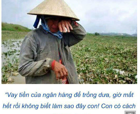 Cộng đồng kêu gọi mua dưa hấu giúp nông dân Quảng Nam ngập lụt