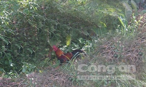 Đại gia xứ Nghệ ồ ạt săn gà rừng