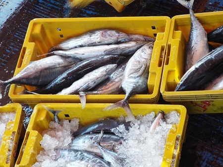 Cá ngừ sọc dưa Trường Sa tăng giá, ngư dân “bỏ túi” cả trăm triệu đồng