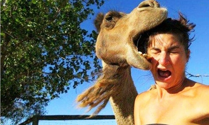 Du khách bị lạc đà tấn công khi đang đi dạo