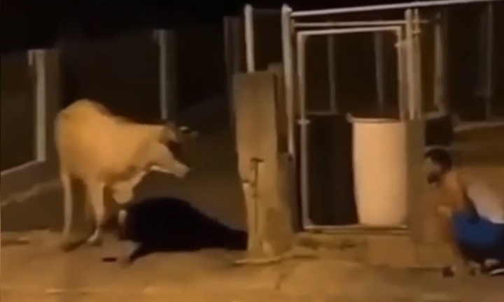 Video: Con bò giật mình ngã lăn quay ra đất vì bị nam thanh niên dọa