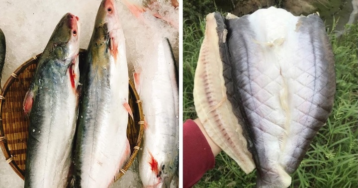 Loài cá ăn thơm như dứa, có giá gần 1 triệu đồng/kg