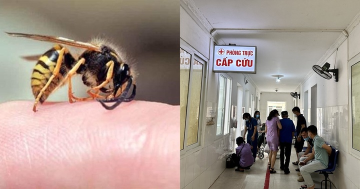 Cao Bằng: 4 người vào viện cấp cứu vì bị ong đốt