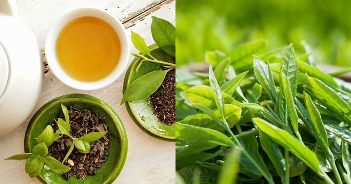 Trà xanh là thức uống quen thuộc, giàu dinh dưỡng nhưng 