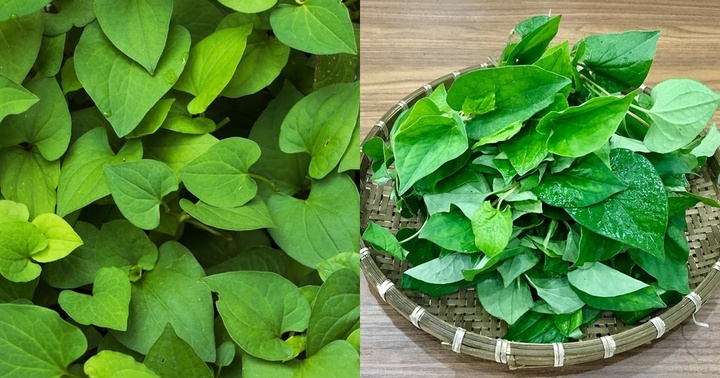 Loại rau có mùi tanh khó ăn nhưng lại là tiên dược với nhan sắc, thần dược của hệ tiêu hóa