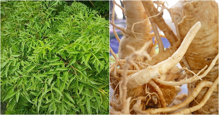 Loại cây quen thuộc của người Việt, trồng ở nhiều nơi được mệnh danh là 