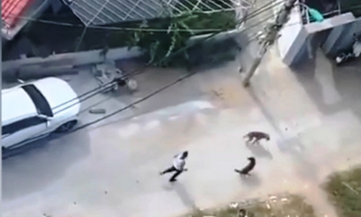 Đà Nẵng: Đề nghị truy tố người thả chó dữ cắn hàng xóm tội giết người