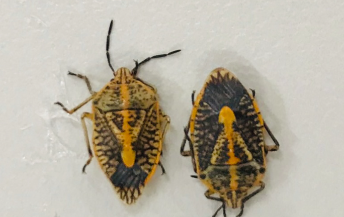 Ngộ độc, liệt cơ sau khi ăn bọ xít rang ở Hòa Bình