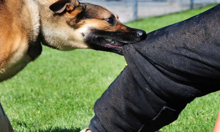 Thêm 1 ca tử vong sau 4 tháng bị chó cắn ở Đồng Nai