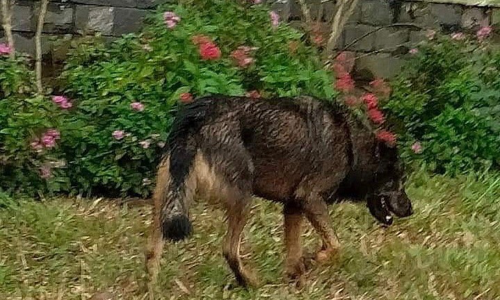 Đắk Nông: Học sinh bị chó lạ tấn công ngay trước cổng trường