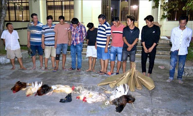 Bắt quả tang 11 đối tượng tham gia đá gà ăn tiền ở Bạc Liêu