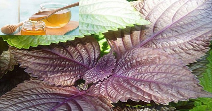 Đánh bay những nốt mụn đáng ghét bằng các loại lá có sẵn ngoài tự nhiên