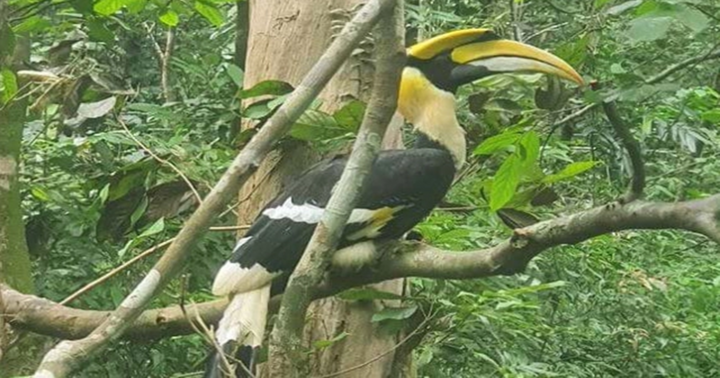  Lần đầu tiên loài chim hồng hoàng quý hiếm được tái thả về môi trường tự nhiên