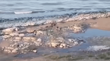 Cậu bé tìm được cách thoát thân thông minh dù bị 10 chú chó hoang điên cuồng truy đuổi