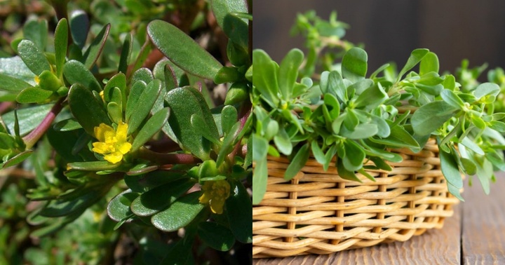 Rau sam là loại rau mọc dại nhiều ở Việt Nam nhưng lại là “thuốc quý” được thế giới săn lùng