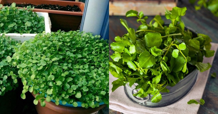  Loại rau ở Việt Nam được bán đầy ngoài chợ, CDC Mỹ đánh giá “tốt nhất thế giới”