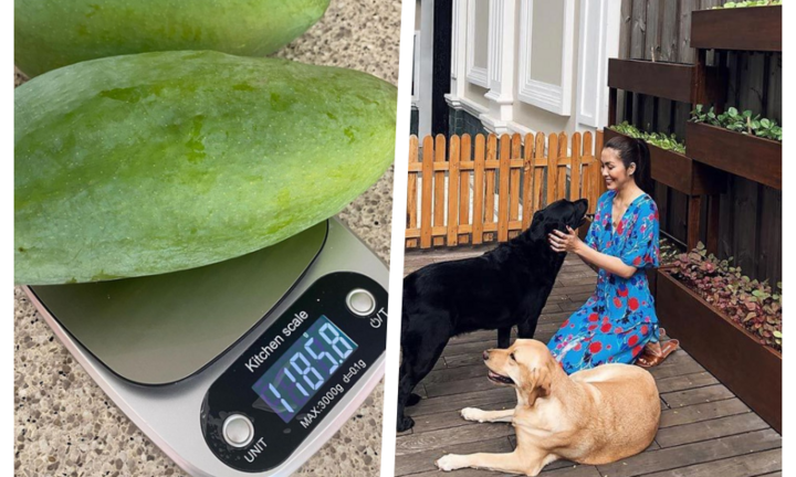 Tăng Thanh Hà khoe trái xoài nặng hơn 1kg trồng trong 