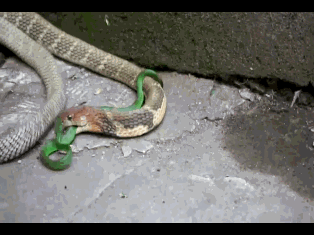 Video: Rắn hổ mang chúa đồ sát cả đàn rắn lục và cái kết khó tin