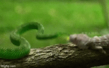 Video: Đụng độ rắn lục cực độc trên cành cây, tắc kè nham hiểm tung chiêu khó ngờ
