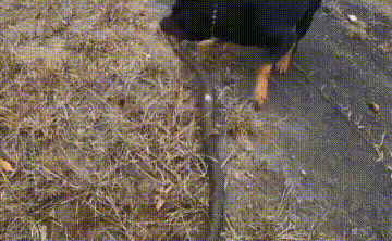 Video: Cả gan đối đầu với chó Rottweiler, rắn hổ mang nhận kết thê thảm