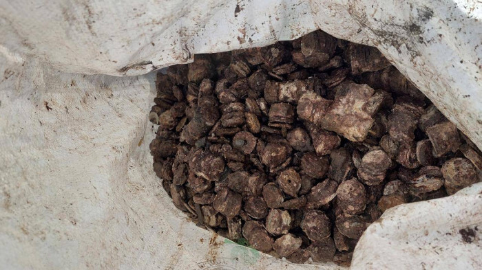 Đi lặn bắt ốc, ngư dân Quảng Bình phát hiện gần 800 kg tiền xu