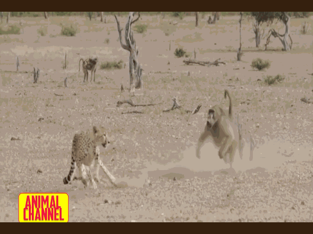 Video: Cả gan vào lãnh địa của khỉ đầu chó, báo đốm phải bỏ chạy thục mạng