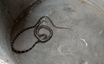 Cạp nia cực độc liên tục tiêm nọc vào rắn hổ hành: Chiến thắng có thuộc về kẻ mạnh?