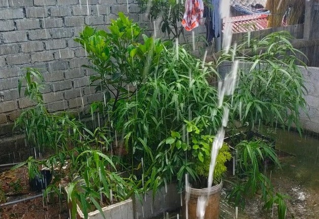 Phát hiện một hộ dân ở Thanh Hóa trồng cả trăm cây cần sa trong vườn nhà