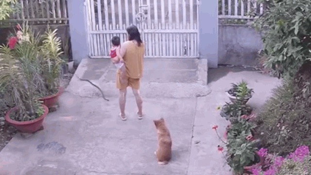 Video: Khoảnh khắc người phụ nữ hốt hoảng bỏ chạy khi bị rắn lao vào người