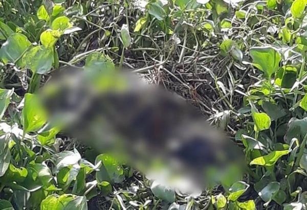 Thi thể nam giới nổi cùng đám bèo trên sông Sài Gòn, mặc áo thun vàng, quần đen, đầu hói