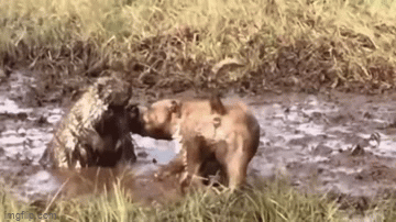 Video: Chó Pitbull bị gai găm đầy mặt khi 