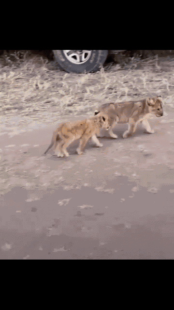 Video: Cả gan bắt trộm sư tử con, báo hoa mai nhận kết thảm khốc