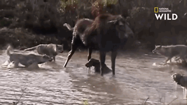 Video: Nai sừng tấm mẹ liều chết bảo vệ con non