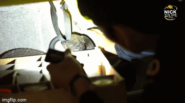 Video: Rợn người cảnh chuyên gia dùng tay không tóm cổ một con rắn hổ mang chúa