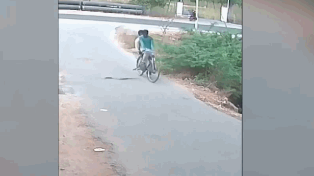 Video: Khoảnh khắc rắn hổ mang chúa phi thân tấn công 2 thanh niên đi xe đạp