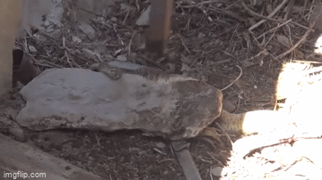 Video: Rợn người cảnh rắn đuôi chuông tự tiêm nọc vào cơ thể mình