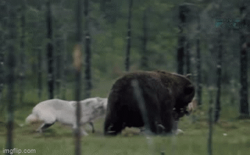 Video: Bầy con bị đói, sói mẹ liều lĩnh cướp thức ăn của đàn gấu to lớn