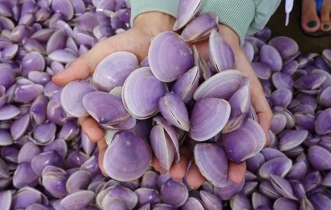 Nguyên nhân ngao tự nhiên chết bất thường, chất đống trên bờ biển dài 3km