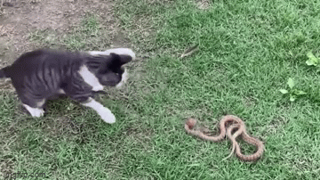 Video: Mèo nhà tung