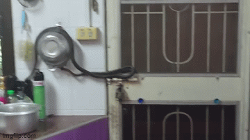 Video: Rợn người khoảnh khắc rắn gần 2m bò vào nhà