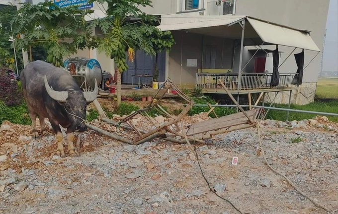 Ngồi xe trâu đi xin rơm, người phụ nữ bị xe tải đâm tử vong