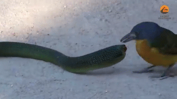 Video: Chim 