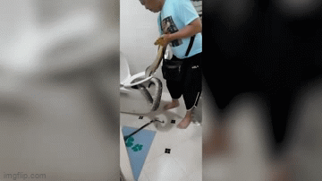 Video: Khoảnh khắc người đàn ông lôi con trăn khổng lồ ra khỏi nhà vệ sinh