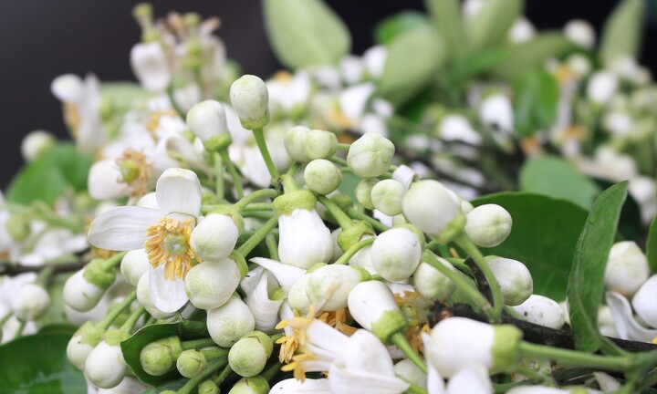 Đình chỉ lưu hành, thu hồi trên toàn quốc lô sản phẩm tinh dầu hoa bưởi