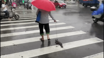 Lạ lùng cảnh người phụ nữ dắt cá đi dạo trên đường phố Trung Quốc