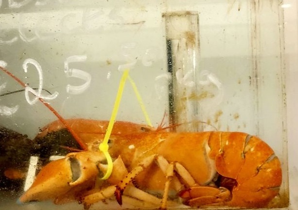 Thấy 2 con tôm hùm ở chợ, người đàn ông quyết cứu vì thấy điều hiếm chục triệu con mới có 1